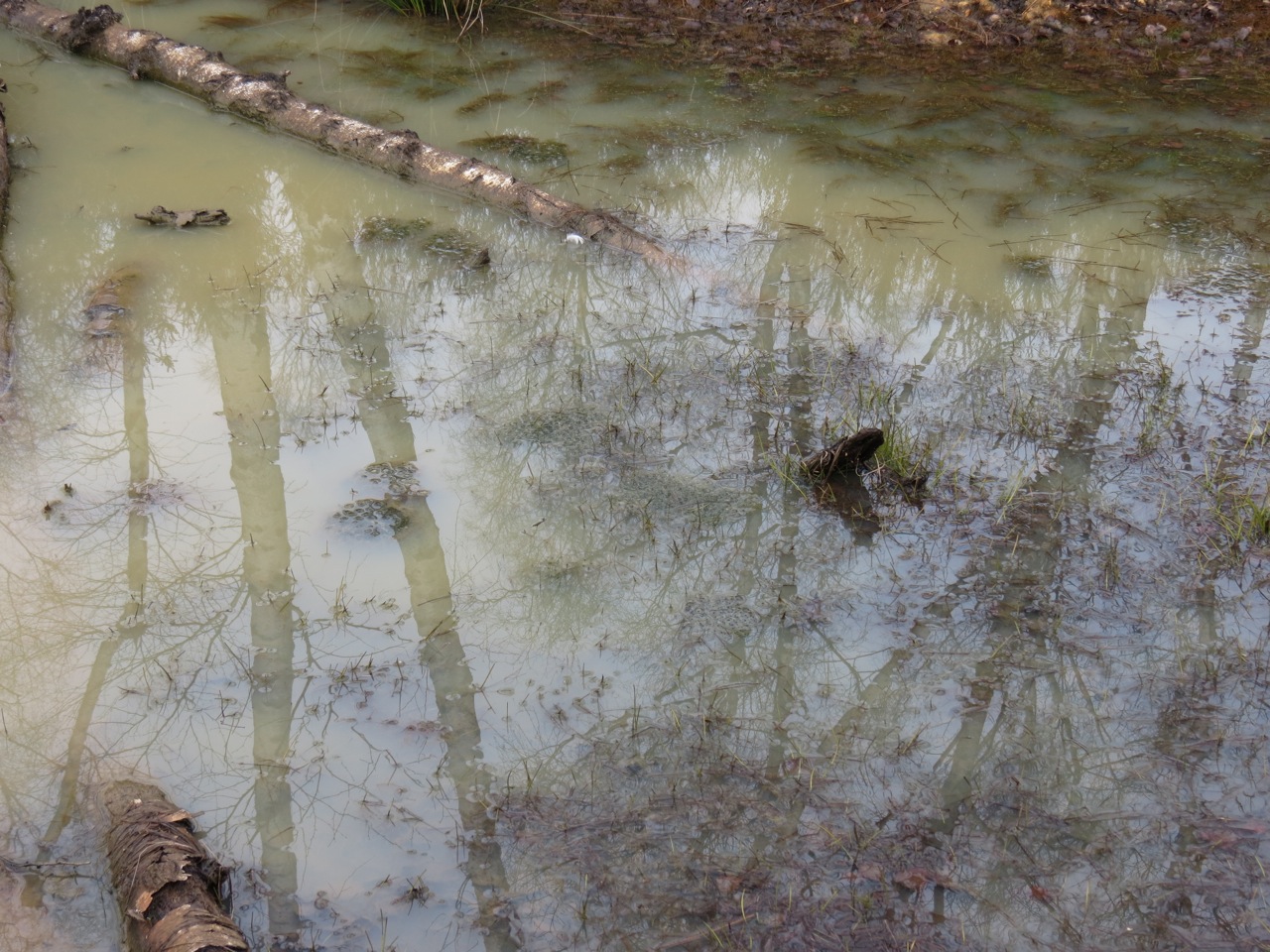 2013-04-06-Gestion forestière au bois de Rochefort